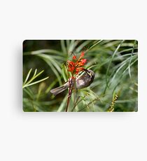 Nectar Canvas Print