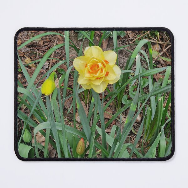 Item preview, Yellow Daffodil in Spring designed and sold by Pmaleknia.