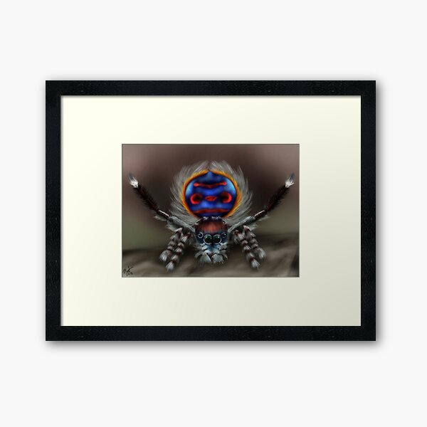 Peacock Spider Framed Art Print