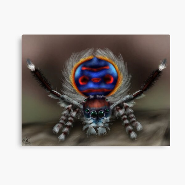 Peacock Spider Canvas Print