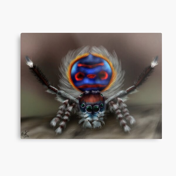 Peacock Spider Metal Print