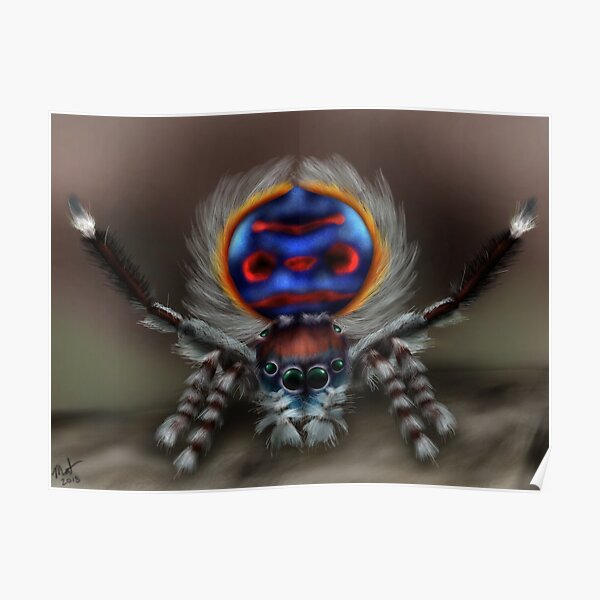 Peacock Spider Poster