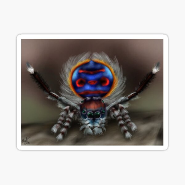 Peacock Spider Sticker