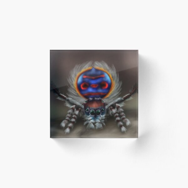 Peacock Spider Acrylic Block