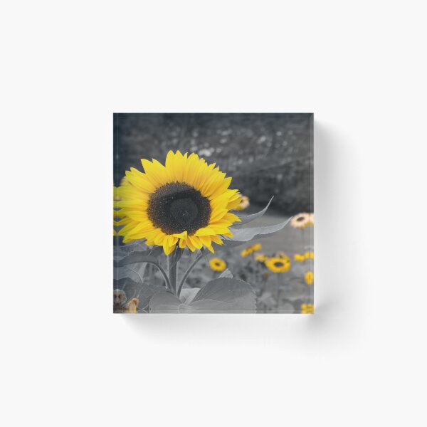 Item preview, Yellow Sunflowers on a mono background designed and sold by Malcolm Snook.