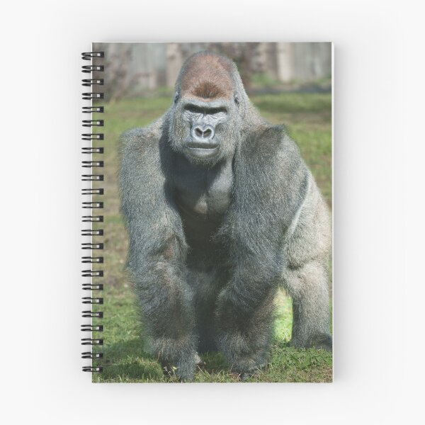 Item preview, Emerging Strength – Lope the Silverback designed and sold by rawshutterbug.