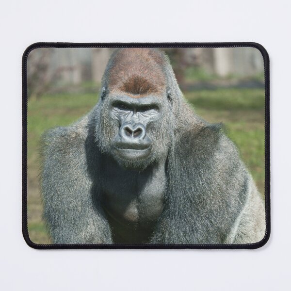Item preview, Emerging Strength – Lope the Silverback designed and sold by rawshutterbug.