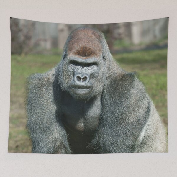 Item preview, Emerging Strength – Lope the Silverback designed and sold by rawshutterbug.