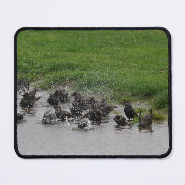 Item preview, Starling Water Party designed and sold by Malcolm Snook.
