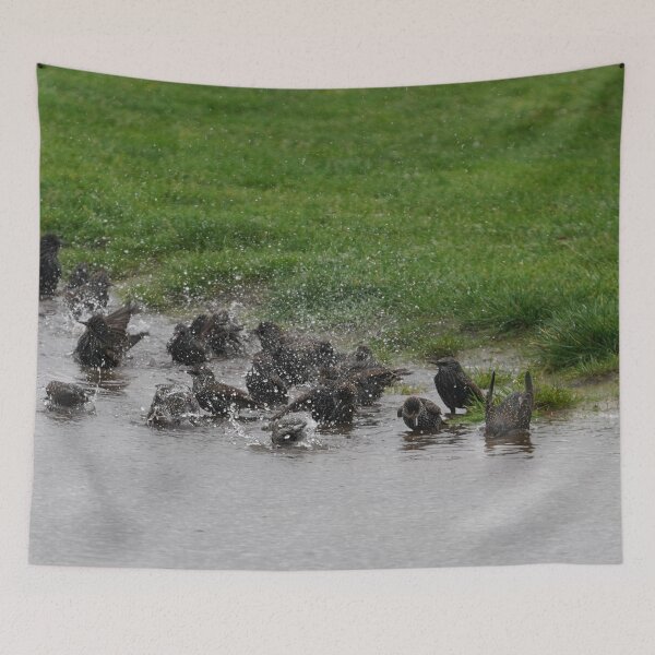 Item preview, Starling Water Party designed and sold by Malcolm Snook.