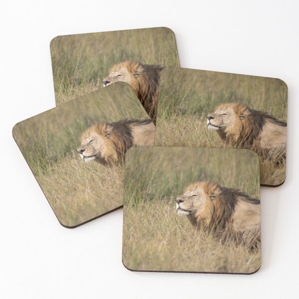 Item preview, Bellamy the male lion resting in tall grass, Moremi Game Reserve, Botswana designed and sold by DavideAntoniani.