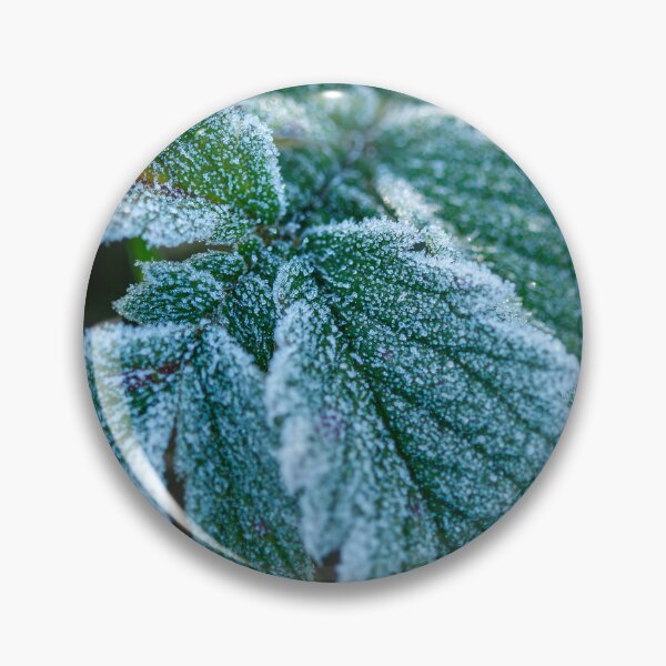 Item preview, Frosted Green Leaves in the Gentle Glow of Early Morning Light, a beautiful sight to behold designed and sold by 3 Hours of Silence.