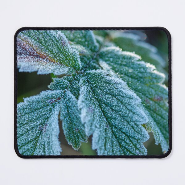 Item preview, Frosted Green Leaves in the Gentle Glow of Early Morning Light, a beautiful sight to behold designed and sold by 3 Hours of Silence.