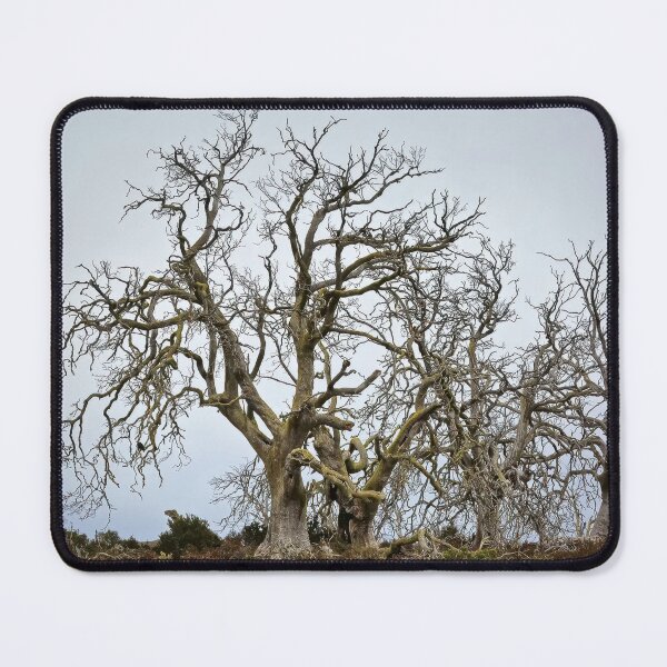 Item preview, 2213 Dead trees designed and sold by Hans Kawitzki.