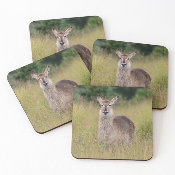 Item preview, Meadow Sentinel — Female Waterbuck of the Okavango designed and sold by DavideAntoniani.