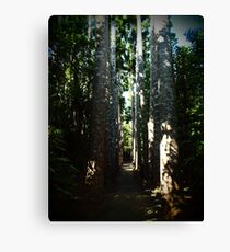 Kauri Avenue - Paronella Park Canvas Print