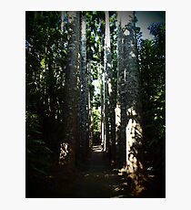 Kauri Avenue - Paronella Park Photographic Print