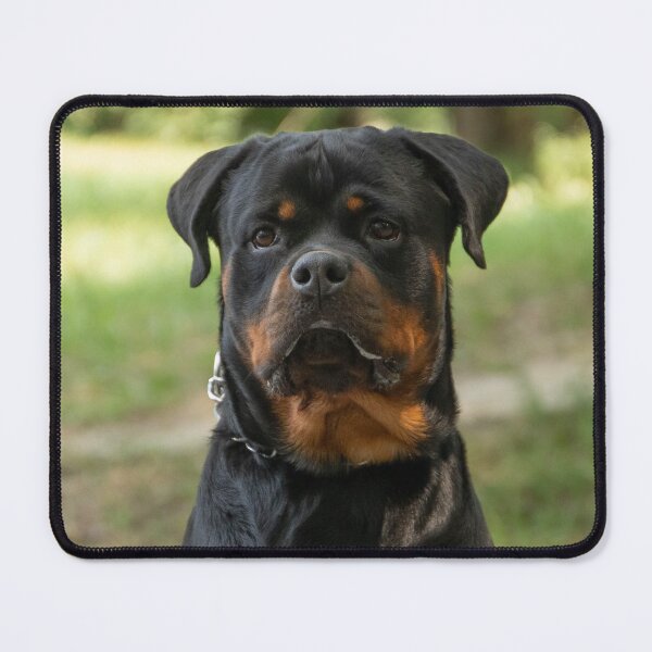 Item preview, Rottweiler Dog Observing Around designed and sold by VanGaldo.