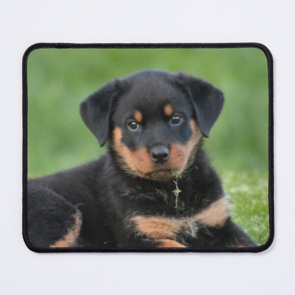 Item preview, Cute Rottweiler Puppy Relaxing the Grass designed and sold by VanGaldo.