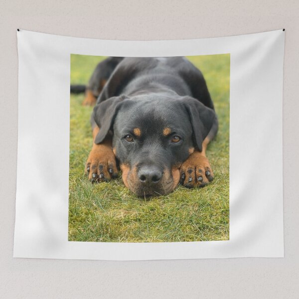 Item preview, Calm and Tired Rottweiler Dog  designed and sold by VanGaldo.