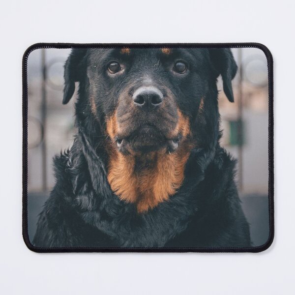 Item preview, Serious Looking Rottweiler Dog designed and sold by VanGaldo.