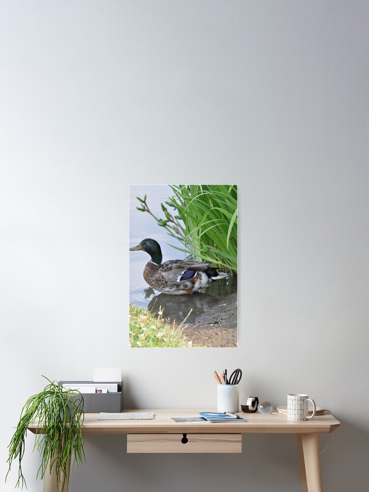 Thumbnail 2 of 3, Poster, duck designed and sold by cmcheng.
