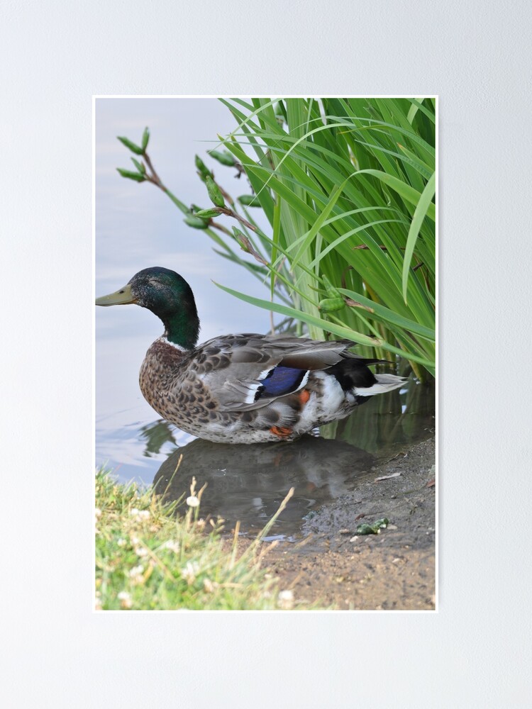 Thumbnail 1 of 3, Poster, duck designed and sold by cmcheng.