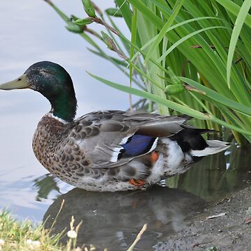 Artwork thumbnail, duck by cmcheng
