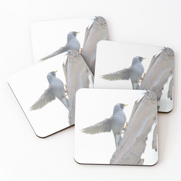 Item preview, Noisy Miner designed and sold by Melville.Collective.