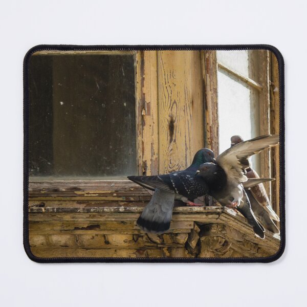 Item preview, Pigeons Clash In Flight On A Weathered Window Sill Of An Old, Crumbling Building Facade designed and sold by Nmallia.