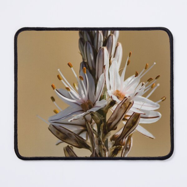 Item preview, Close-Up Of White Flower Spike With Delicate Petals And Orange Anthers Against Soft Beige Background designed and sold by Nmallia.