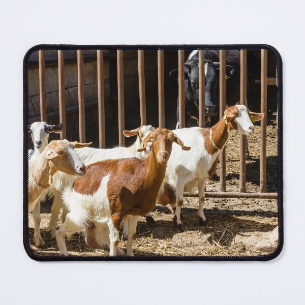 Item preview, Goats in a Farm Pen Look Out Through Wooden Bars Beside a Stone Wall designed and sold by Nmallia.