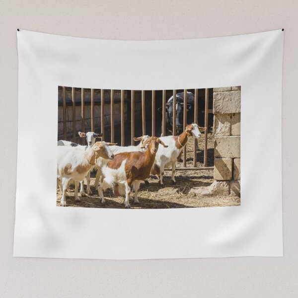 Item preview, Goats in a Farm Pen Look Out Through Wooden Bars Beside a Stone Wall designed and sold by Nmallia.