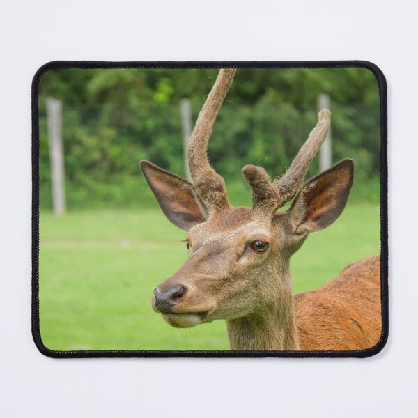 Item preview, Young deer designed and sold by Production Art Manon Meilleur.