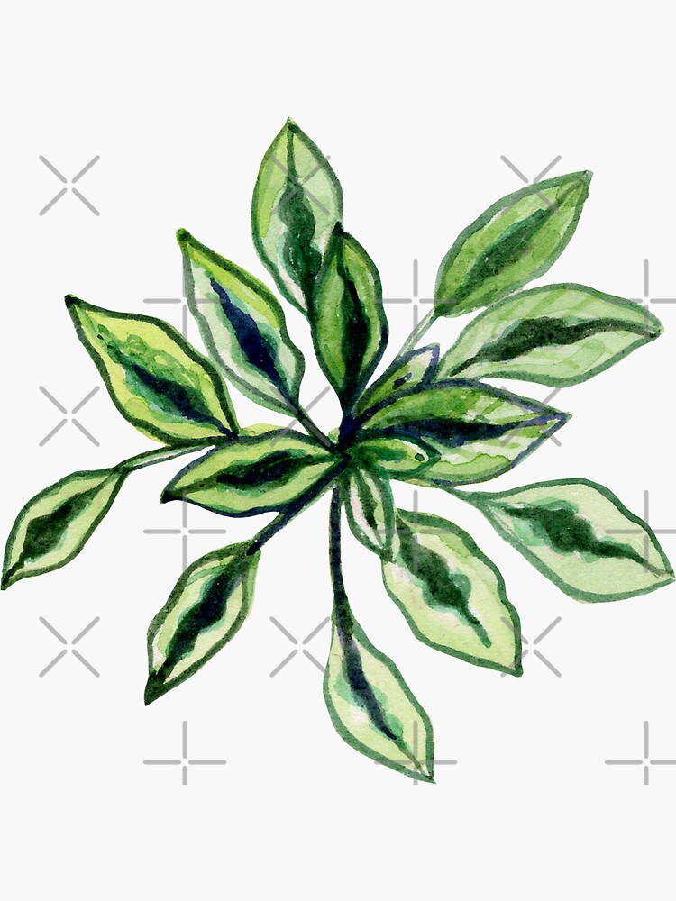 Plant with Many Leaves by nykiway
