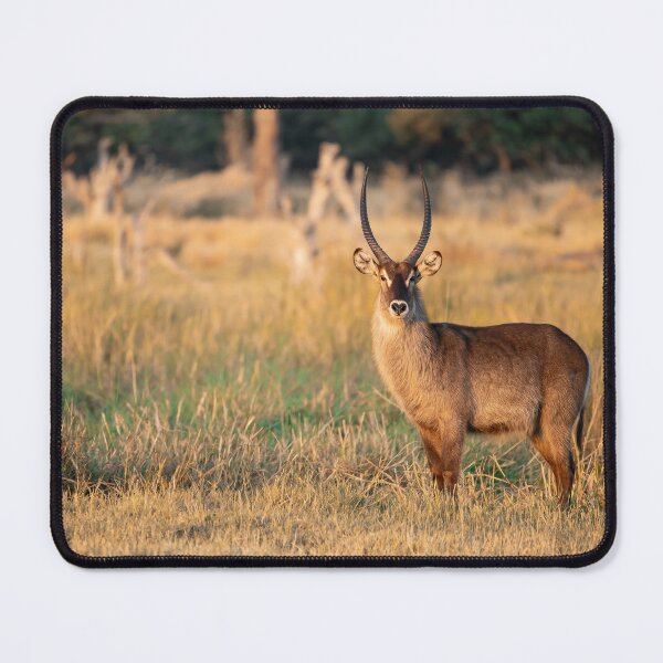 Item preview, Golden Watcher — Waterbuck at Sunset, Okavango Delta designed and sold by DavideAntoniani.
