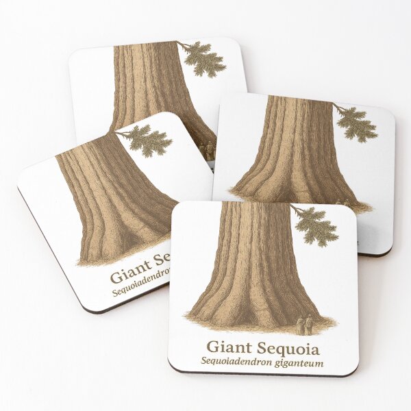 Artikelvorschau, Kopie der botanischen Illustration 4 des Riesenmammutbaums – Sequoiadendron giganteum entworfen und verkauft von BloomKind.