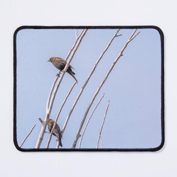 Item preview, Group of Red Winged Blackbirds in Formative Plumage designed and sold by lisavonbiela.