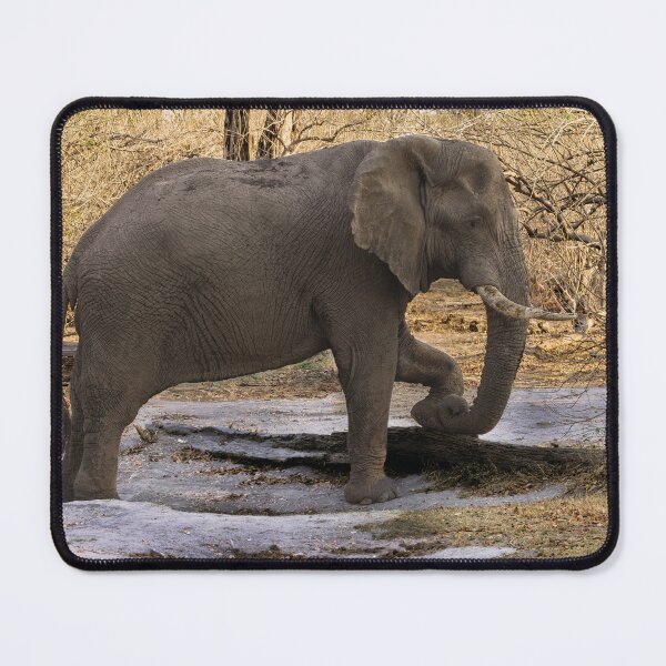 Item preview, Elephant At Rest designed and sold by Kay Brewer.