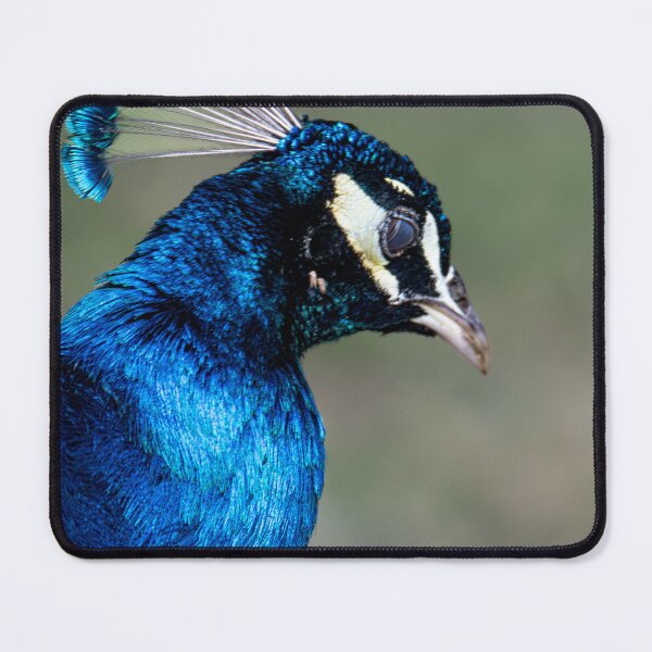 Item preview, Beautiful Indian Peafowl designed and sold by Ozjanette90.