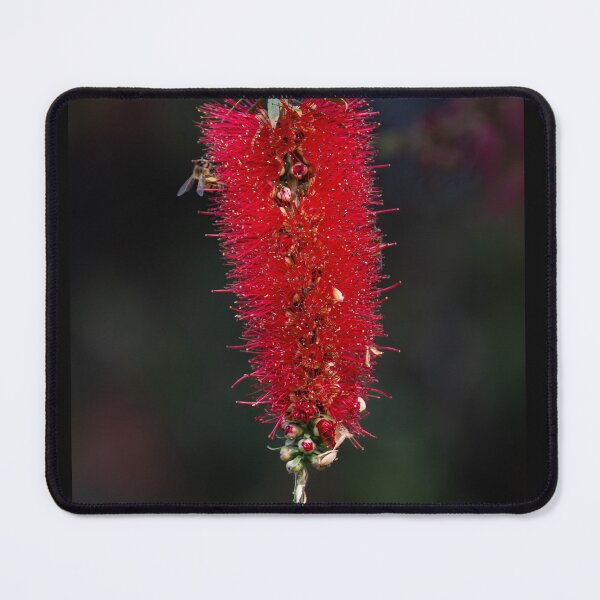 Item preview, Australian Native Plants - bottlebrush designed and sold by Ozjanette90.