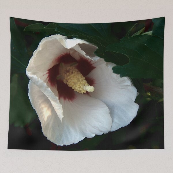 Item preview, Unfurling Red and White Hibiscus designed and sold by gistinker.