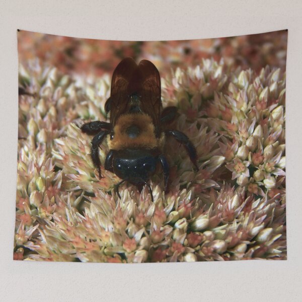 Item preview, Common Eastern Bumblebee on Stonecrop designed and sold by gistinker.
