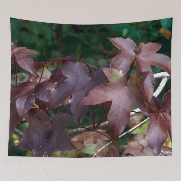 Item preview, Sweet Gum Fall Color Change designed and sold by gistinker.