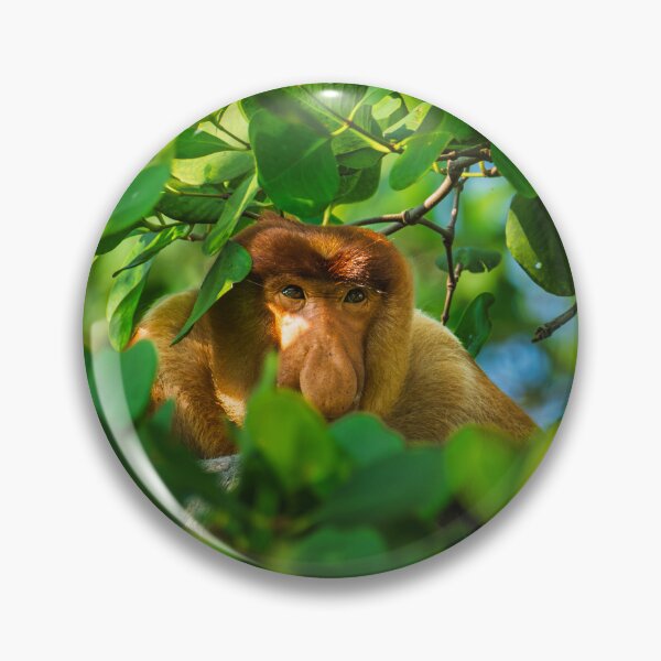 Item preview, Mesmerizing Gaze of an Endangered Proboscis Monkey or Bekantan in Borneo. designed and sold by xeravin.