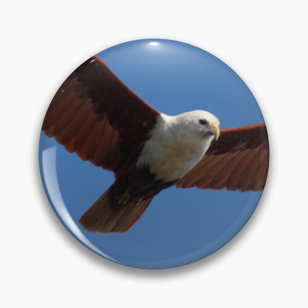 Item preview, Brahminy Kite in flight designed and sold by BirdsAlive.