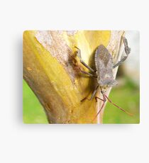 A stink bug sitting on the bark of my Crepe Mrytle tree in San Antonio, Texas Leinwanddruck