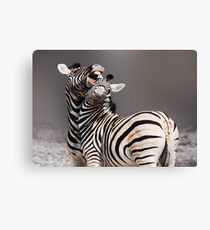 ZEBRA SQUABBLE - NAMIBIA Canvas Print
