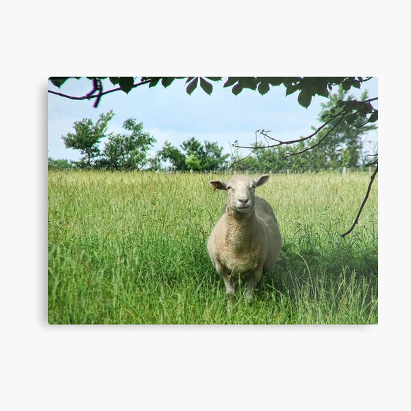 Looking Sheepish Metal Print