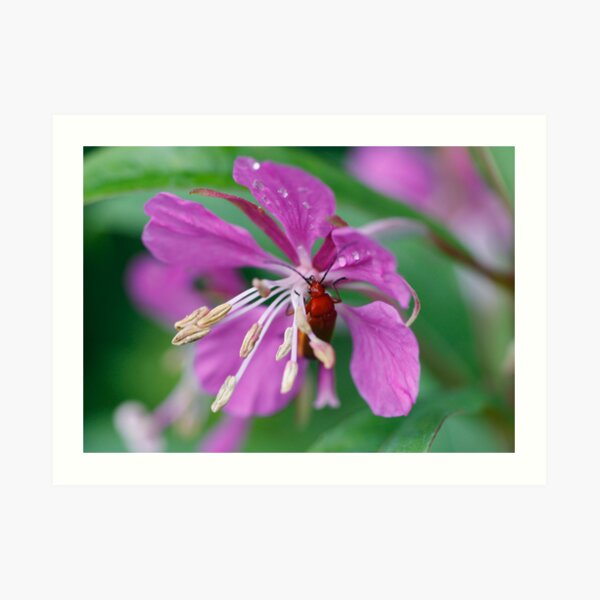 Insect in bloom Art Print